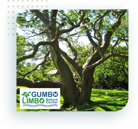 gumbo limbo_tree with logo
